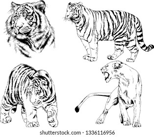vector drawings sketches different predator , tigers lions cheetahs and leopards are drawn in ink by hand , objects with no background