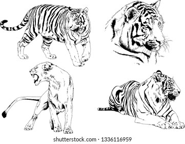vector drawings sketches different predator , tigers lions cheetahs and leopards are drawn in ink by hand , objects with no background
