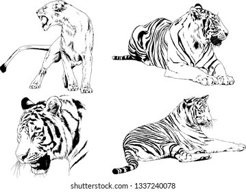 vector drawings sketches different predator , tigers lions cheetahs and leopards are drawn in ink by hand , objects with no background