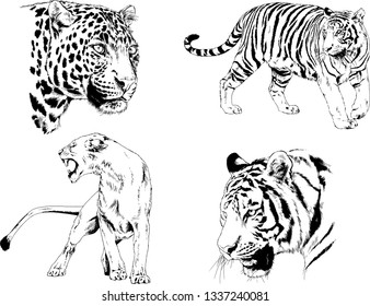 vector drawings sketches different predator , tigers lions cheetahs and leopards are drawn in ink by hand , objects with no background