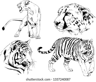 vector drawings sketches different predator , tigers lions cheetahs and leopards are drawn in ink by hand , objects with no background
