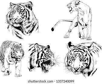 vector drawings sketches different predator , tigers lions cheetahs and leopards are drawn in ink by hand , objects with no background