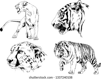 vector drawings sketches different predator , tigers lions cheetahs and leopards are drawn in ink by hand , objects with no background