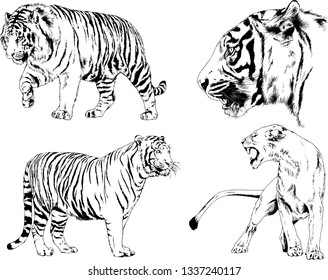 vector drawings sketches different predator , tigers lions cheetahs and leopards are drawn in ink by hand , objects with no background