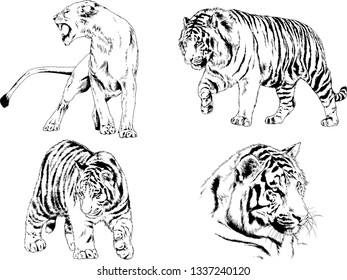 vector drawings sketches different predator , tigers lions cheetahs and leopards are drawn in ink by hand , objects with no background