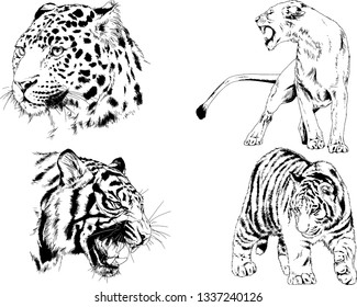 vector drawings sketches different predator , tigers lions cheetahs and leopards are drawn in ink by hand , objects with no background