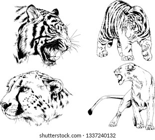 vector drawings sketches different predator , tigers lions cheetahs and leopards are drawn in ink by hand , objects with no background