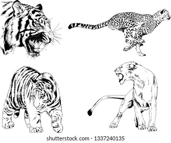 vector drawings sketches different predator , tigers lions cheetahs and leopards are drawn in ink by hand , objects with no background