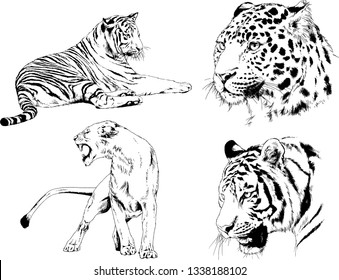 vector drawings sketches different predator , tigers lions cheetahs and leopards are drawn in ink by hand , objects with no background