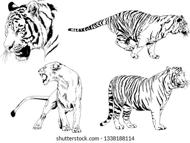 vector drawings sketches different predator , tigers lions cheetahs and leopards are drawn in ink by hand , objects with no background