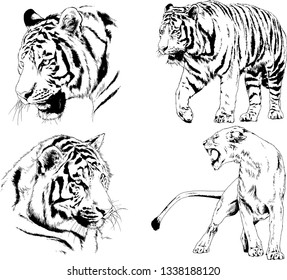 vector drawings sketches different predator , tigers lions cheetahs and leopards are drawn in ink by hand , objects with no background