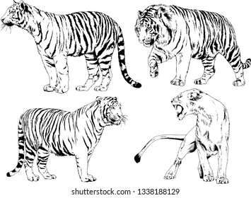 vector drawings sketches different predator , tigers lions cheetahs and leopards are drawn in ink by hand , objects with no background