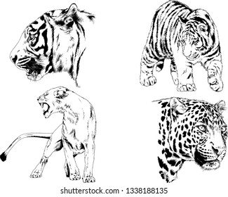 vector drawings sketches different predator , tigers lions cheetahs and leopards are drawn in ink by hand , objects with no background