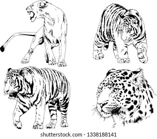 vector drawings sketches different predator , tigers lions cheetahs and leopards are drawn in ink by hand , objects with no background