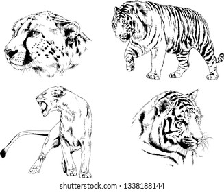 vector drawings sketches different predator , tigers lions cheetahs and leopards are drawn in ink by hand , objects with no background
