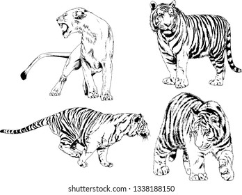 vector drawings sketches different predator , tigers lions cheetahs and leopards are drawn in ink by hand , objects with no background