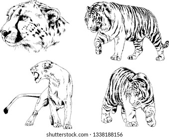 vector drawings sketches different predator , tigers lions cheetahs and leopards are drawn in ink by hand , objects with no background