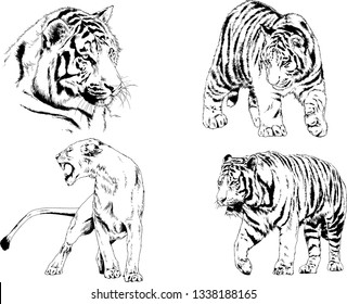 vector drawings sketches different predator , tigers lions cheetahs and leopards are drawn in ink by hand , objects with no background