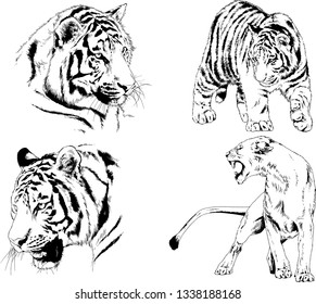 vector drawings sketches different predator , tigers lions cheetahs and leopards are drawn in ink by hand , objects with no background