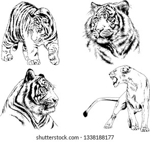 vector drawings sketches different predator , tigers lions cheetahs and leopards are drawn in ink by hand , objects with no background