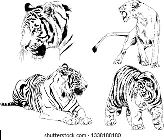 vector drawings sketches different predator , tigers lions cheetahs and leopards are drawn in ink by hand , objects with no background