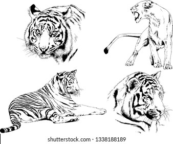 vector drawings sketches different predator , tigers lions cheetahs and leopards are drawn in ink by hand , objects with no background