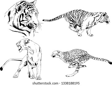 vector drawings sketches different predator , tigers lions cheetahs and leopards are drawn in ink by hand , objects with no background