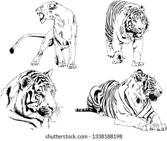 vector drawings sketches different predator , tigers lions cheetahs and leopards are drawn in ink by hand , objects with no background