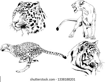 vector drawings sketches different predator , tigers lions cheetahs and leopards are drawn in ink by hand , objects with no background