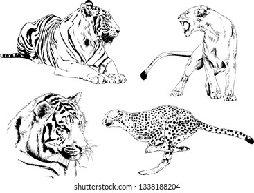vector drawings sketches different predator , tigers lions cheetahs and leopards are drawn in ink by hand , objects with no background