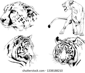 vector drawings sketches different predator , tigers lions cheetahs and leopards are drawn in ink by hand , objects with no background