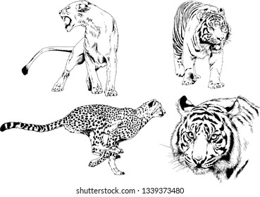 vector drawings sketches different predator , tigers lions cheetahs and leopards are drawn in ink by hand , objects with no background