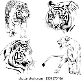 vector drawings sketches different predator , tigers lions cheetahs and leopards are drawn in ink by hand , objects with no background