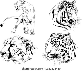 vector drawings sketches different predator , tigers lions cheetahs and leopards are drawn in ink by hand , objects with no background