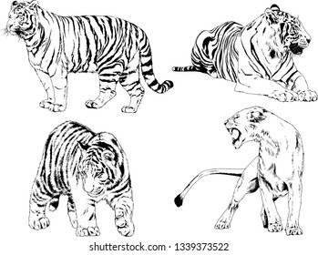 vector drawings sketches different predator , tigers lions cheetahs and leopards are drawn in ink by hand , objects with no background