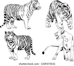 vector drawings sketches different predator , tigers lions cheetahs and leopards are drawn in ink by hand , objects with no background