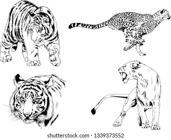 vector drawings sketches different predator , tigers lions cheetahs and leopards are drawn in ink by hand , objects with no background