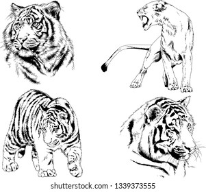 vector drawings sketches different predator , tigers lions cheetahs and leopards are drawn in ink by hand , objects with no background