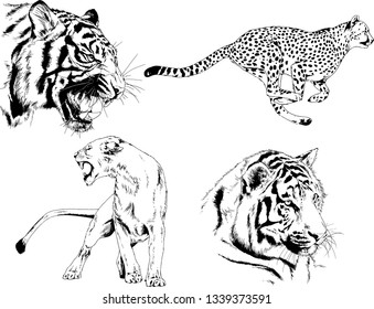 vector drawings sketches different predator , tigers lions cheetahs and leopards are drawn in ink by hand , objects with no background