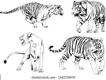 vector drawings sketches different predator , tigers lions cheetahs and leopards are drawn in ink by hand , objects with no background