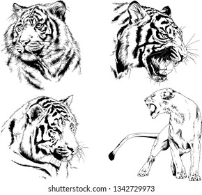 vector drawings sketches different predator , tigers lions cheetahs and leopards are drawn in ink by hand , objects with no background