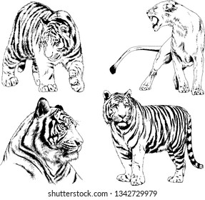 vector drawings sketches different predator , tigers lions cheetahs and leopards are drawn in ink by hand , objects with no background