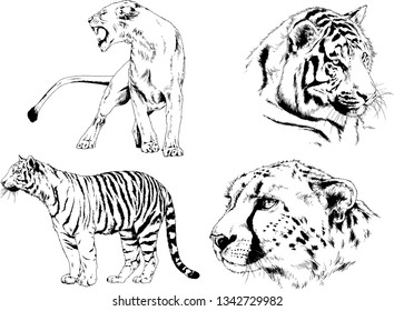 vector drawings sketches different predator , tigers lions cheetahs and leopards are drawn in ink by hand , objects with no background