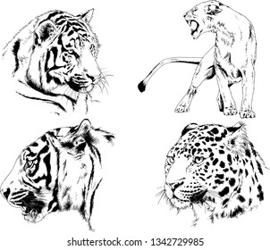 vector drawings sketches different predator , tigers lions cheetahs and leopards are drawn in ink by hand , objects with no background
