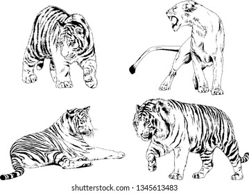 vector drawings sketches different predator , tigers lions cheetahs and leopards are drawn in ink by hand , objects with no background