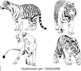 vector drawings sketches different predator , tigers lions cheetahs and leopards are drawn in ink by hand , objects with no background