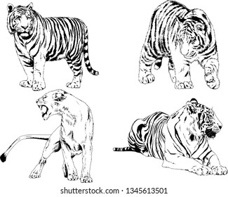 vector drawings sketches different predator , tigers lions cheetahs and leopards are drawn in ink by hand , objects with no background