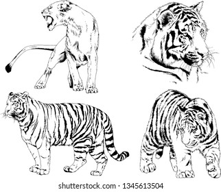 vector drawings sketches different predator , tigers lions cheetahs and leopards are drawn in ink by hand , objects with no background