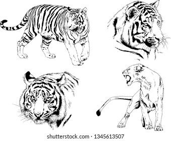 vector drawings sketches different predator , tigers lions cheetahs and leopards are drawn in ink by hand , objects with no background