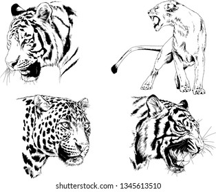 vector drawings sketches different predator , tigers lions cheetahs and leopards are drawn in ink by hand , objects with no background